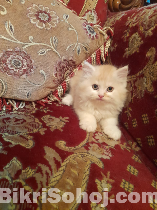 Pure persian cat